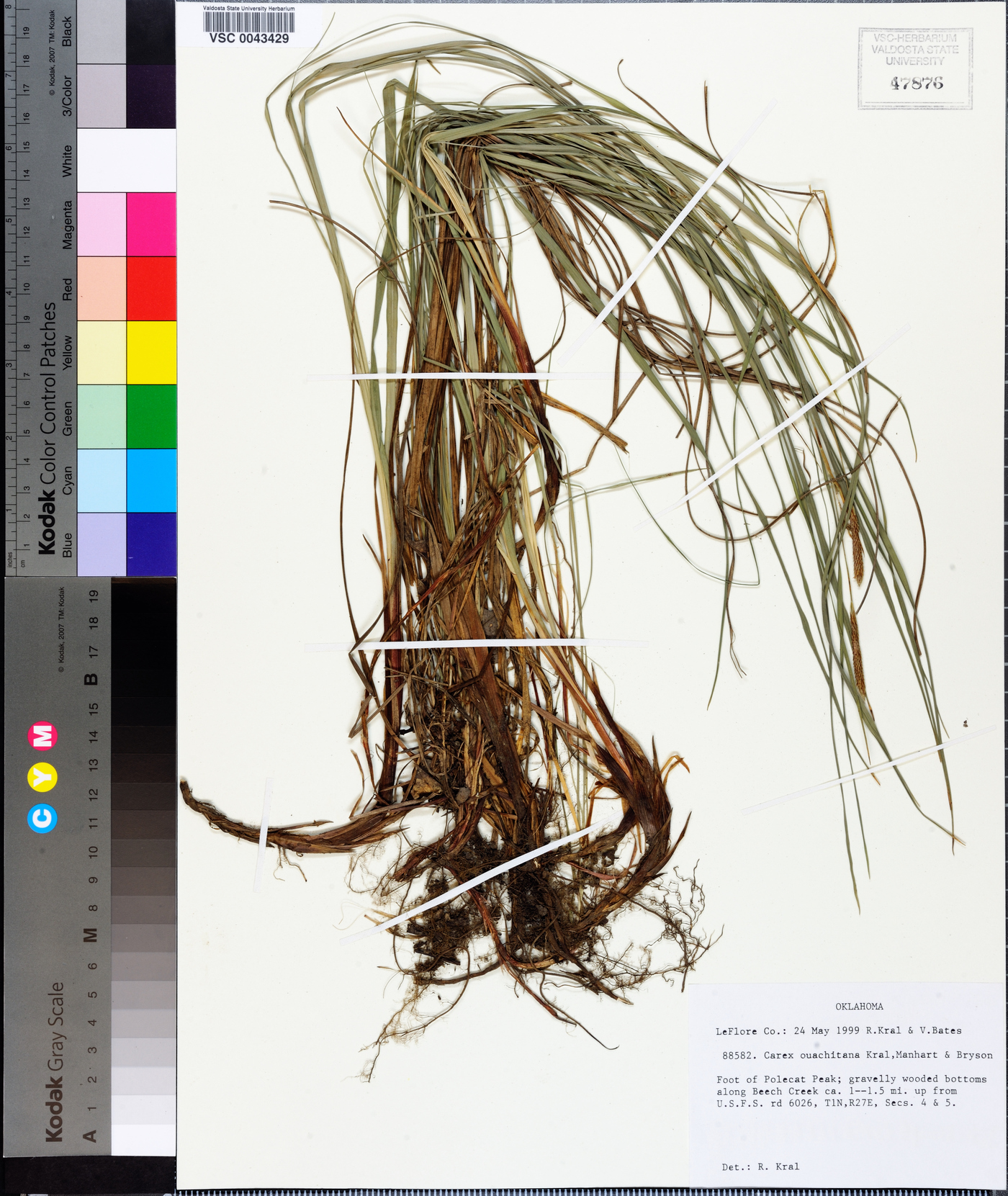 Carex ouachitana image
