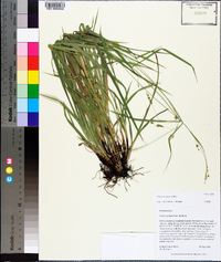 Carex oxylepis image