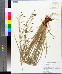 Carex oxylepis image