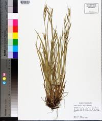 Carex oxylepis image