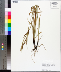 Carex oxylepis image