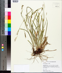 Carex oxylepis image