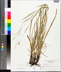 Carex oxylepis image