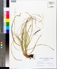 Carex picta image