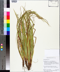 Carex picta image