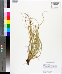 Carex picta image