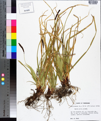 Carex picta image