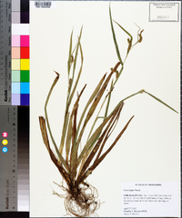 Carex pigra image