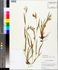 Carex pigra image