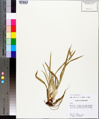 Carex pigra image