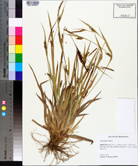 Carex pigra image