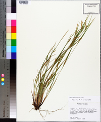 Carex planispicata image