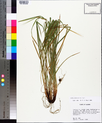 Carex planispicata image