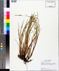 Carex planispicata image