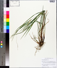 Carex planispicata image