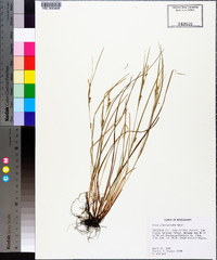 Carex planispicata image