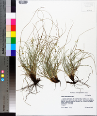 Carex planostachys image