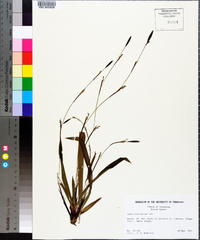 Carex plantaginea image