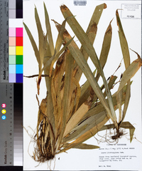 Carex plantaginea image