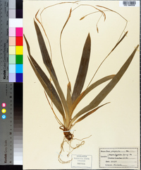 Carex platyphylla image