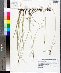 Carex praegracilis image