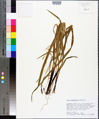 Carex purpurifera image