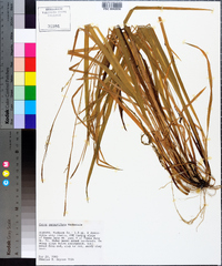 Carex purpurifera image