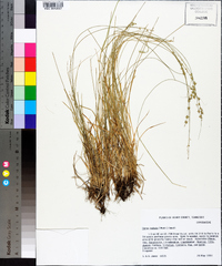 Carex radiata image