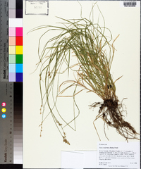 Carex reniformis image