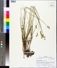 Carex reniformis image