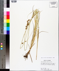 Carex reniformis image