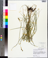 Carex reniformis image