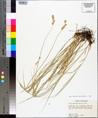 Carex reniformis image