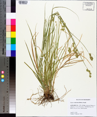 Carex reniformis image