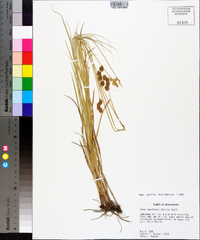 Carex reniformis image