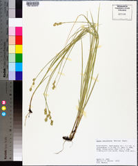 Carex reniformis image