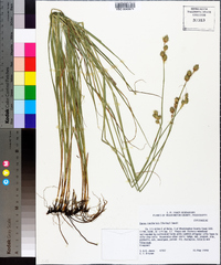 Carex reniformis image