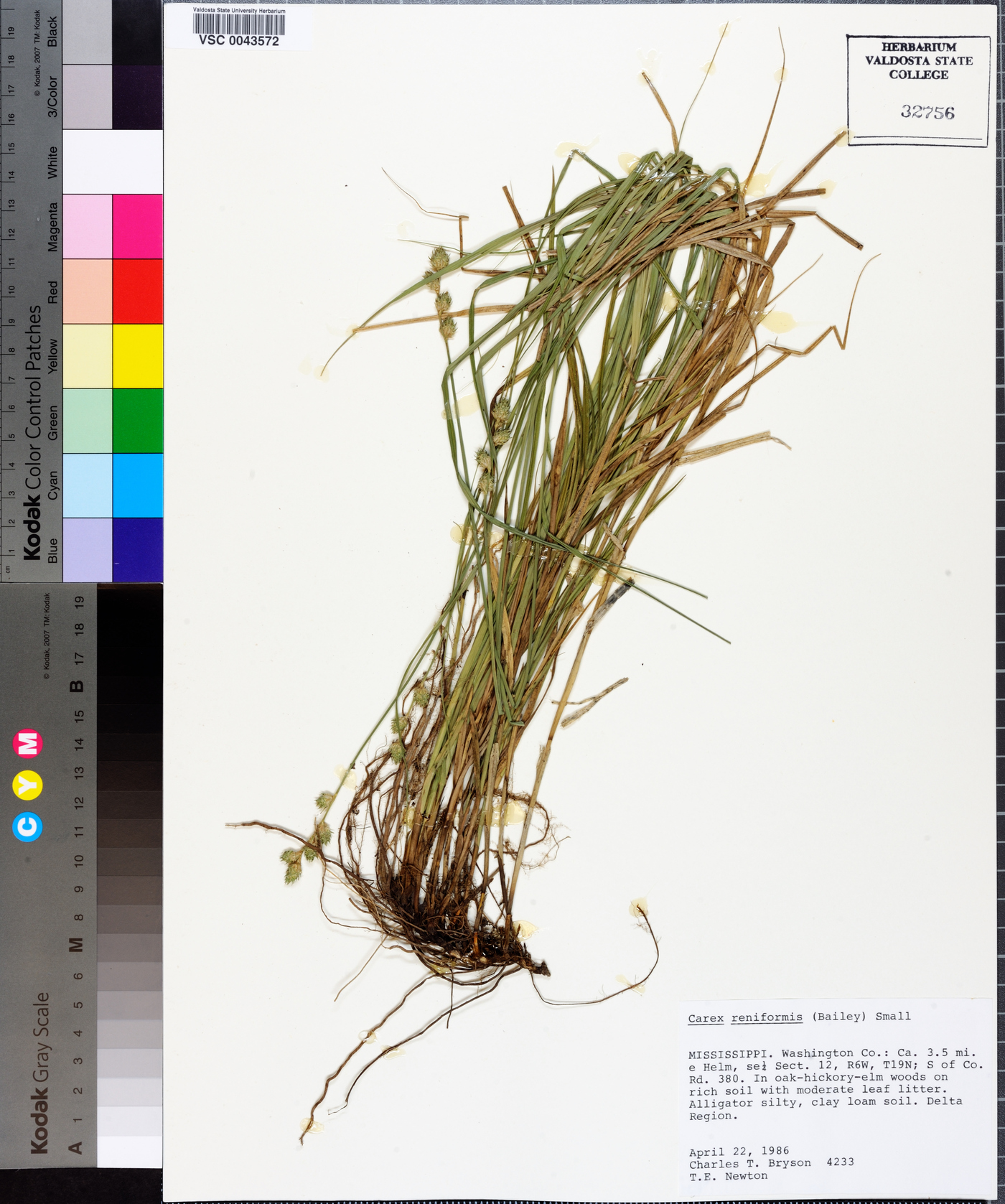 Carex reniformis image