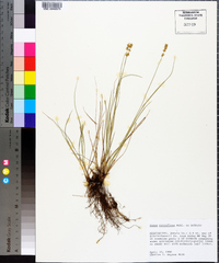 Carex retroflexa image