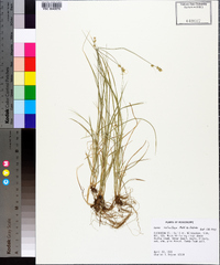 Carex retroflexa image