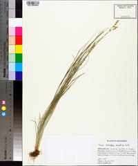 Carex retroflexa image