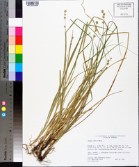 Carex ruthii image