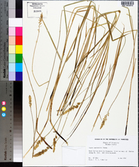 Carex sartwellii image