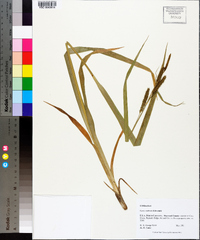 Carex scabrata image