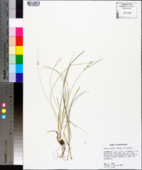 Carex socialis image