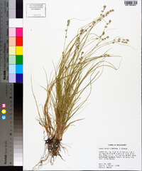 Carex socialis image