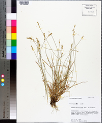 Carex socialis image