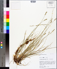 Carex socialis image