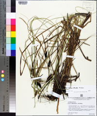 Carex striata image