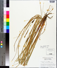 Carex striata image